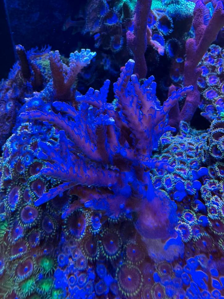 Acropora Valida “brown/purple” kolonie, Dieren en Toebehoren, Vissen | Aquariumvissen, Zoutwatervis, Vis