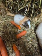 Te koop diverse soorten jonge cavia's beertjes, Dieren en Toebehoren, Oktober, Meerdere dieren, Cavia