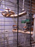 Nog een paar jonge 2025 zebravinken, Dieren en Toebehoren, Vogels | Hokken en Kooien, Ophalen, Nieuw, Hout, Volière