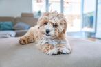 Hondenuitlaatservice voor kleine honden in hoogeveen, Ophalen, Nieuw