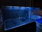 Groot aquarium (100x40x50), Ophalen, Gebruikt, Leeg aquarium