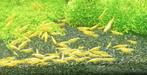 Yellow Neon Fire garnalen (mooi geel) | Neocaridina, Dieren en Toebehoren, Vissen | Aquariumvissen, Kreeft, Krab of Garnaal, Zoetwatervis