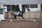 Fijne brave dressuur / allround ruin, Dieren en Toebehoren, Paarden, Ruin, Dressuurpaard