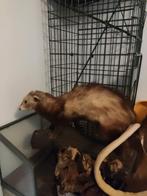 Opgezette Bunzing en Steenmarter, Ophalen of Verzenden