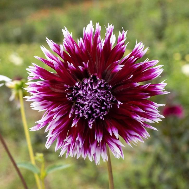 Dahlia Alauna Clair Obscur, Tuin en Terras, Bloembollen en Zaden, Knol, Volle zon, Ophalen of Verzenden