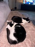 Lieve binnenkatten, Dieren en Toebehoren, Meerdere dieren