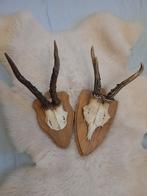Schedel  ree gewei set van 2 mancave, Ophalen of Verzenden
