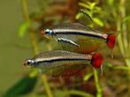Vietnamese Danio's ( Tanichthys micagemmae ), Dieren en Toebehoren, Vis, Zoetwatervis