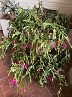 Grote lidcactus, Ophalen, Overige soorten, Halfschaduw