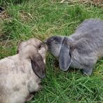 Leuk koppeltje hangoorkonijntjes te koop, Dieren en Toebehoren, Konijnen, Meerdere dieren, Middelgroot, 0 tot 2 jaar
