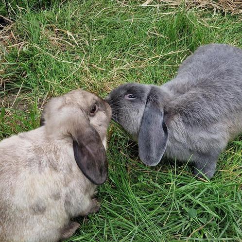 Leuk koppeltje hangoorkonijntjes te koop, Dieren en Toebehoren, Konijnen, Middelgroot, Meerdere dieren, 0 tot 2 jaar