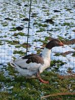 Gezocht, Dieren en Toebehoren, Pluimvee