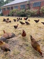 Welsumer krielen, Dieren en Toebehoren, Pluimvee, Vrouwelijk, Kip