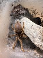 Pterinochilus chordatus vogelspin, Dieren en Toebehoren, Spin of Schorpioen