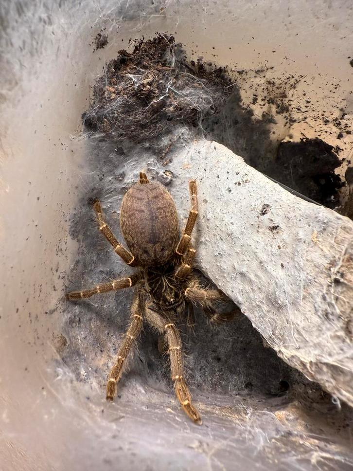 Pterinochilus chordatus vogelspin, Dieren en Toebehoren, Insecten en Spinnen, Spin of Schorpioen