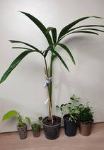 Set van kamerplantjes, anthurium, schefflera variegated, Huis en Inrichting, Minder dan 100 cm, Palm, Halfschaduw, In pot