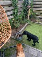 Labrador-schnauzer, Dieren en Toebehoren, Honden | Niet-rashonden, CDV (hondenziekte), 15 weken tot 1 jaar, Reu, Eén hond