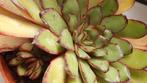 echeveria Magna met veel offsets vetplant succulent, Huis en Inrichting, Kamerplanten, Minder dan 100 cm, In pot, Volle zon, Ophalen