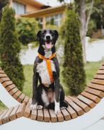 ‍ Jessica zoekt een thuis ‍, Particulier, Buitenland, Teef, Eén hond