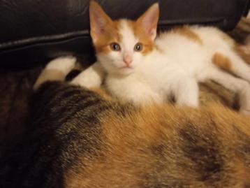 Lief speels katertje zoekt nog warm thuis   ... beschikbaar voor biedingen