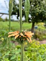 Leonotis Leonurus Afrikaanse leeuwenoor, Ophalen, Zomer, Volle zon