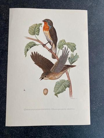 9 prenten  zangvogels 16,5x24 samen 18 euro oa klapekster beschikbaar voor biedingen