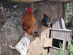 Marans kippen alle 4 voor 35 euro deze week, Dieren en Toebehoren, Pluimvee, Vrouwelijk, Kip