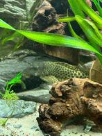 Prachtige Peckoltia Sabaji (L075/L124) Pleco – 12-15 cm, Dieren en Toebehoren, Vis, Zoetwatervis