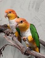 2 witbuik caiques /roestkop, Meerdere dieren