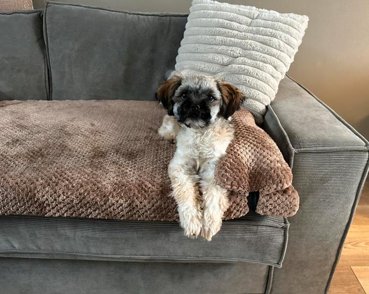 Boomer pup malthezer/ shih tzu, Dieren en Toebehoren, Honden | Chihuahua's en Gezelschapshonden, Reu, Overige rassen, Particulier