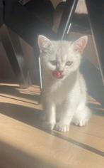 3 Lieve Britse Korthaar Kittens  ,  LAATSTE OVER, Dieren en Toebehoren, Katten en Kittens | Raskatten | Korthaar, Meerdere dieren