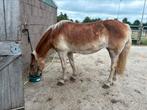 Leuke haflinger merrie, Dieren en Toebehoren, Paarden, Merrie, Recreatiepaard