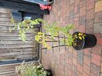 Tomatenplant 60cm, Ophalen of Verzenden, Vaste plant, Groenteplanten, Volle zon