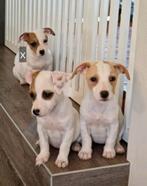 Leuke pups jackrussel met heel klein beetje boomer., 8 tot 15 weken, Teef, Meerdere, Klein