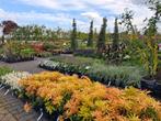 Kwekerij, tuincentrum, planten centrum groot assortiment!!, Tuin en Terras, Planten | Tuinplanten, Ophalen of Verzenden, Zomer