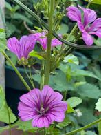 Malva, kaasjeskruid biologisch, Tuin en Terras, Ophalen of Verzenden, Gehele jaar, Volle zon, Zaad