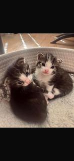 Kittens, Dieren en Toebehoren, Katten en Kittens | Overige Katten, Geslacht onbekend, Kortharig, 0 tot 2 jaar
