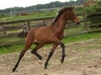 Stoer hengstveulen., Dieren en Toebehoren, Paarden, Minder dan 160 cm, Niet van toepassing, 0 tot 2 jaar, Hengst