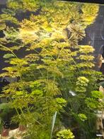 Zuurstofplantjes, aquariumplanten, Dieren en Toebehoren, Vis, Zoetwatervis
