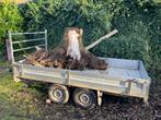 Gratis boom stronken / stobben walnoot, 3 tot 6 m³, Ophalen, Overige houtsoorten, Stammen