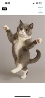 Kitten gezocht, Zwart of wit voet/teentjes.Mvg Jacco Bannink, Dieren en Toebehoren