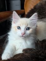 🐈 Raszuivere Ragdoll red mink en redpoint tabby katertjes., Kater, Gechipt, 0 tot 2 jaar