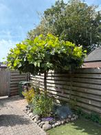 Dakplataan, Tuin en Terras, Planten | Bomen, 100 tot 250 cm, Dakboom, Zomer, Ophalen