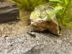 Algeneter koppel + baby’s, Dieren en Toebehoren, Vissen | Aquariumvissen, Vis, Zoetwatervis