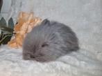 Teddydwerg baby konijntje, Mannelijk, Dwerg
