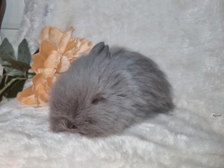 Teddydwerg baby konijntje, Dieren en Toebehoren, Konijnen, Dwerg, Mannelijk
