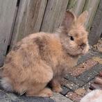 Konijn teddy dwerg 4 maanden oud ram, Dieren en Toebehoren, Konijnen, Mannelijk, Dwerg, 0 tot 2 jaar