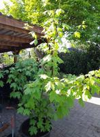 suikeresdoorn Acer saccharum groot, Tuin en Terras, Ophalen, Bloeit niet, Halfschaduw, Overige soorten