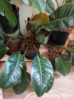 philodendron, Huis en Inrichting, Overige soorten, Minder dan 100 cm, Groene kamerplant, Halfschaduw