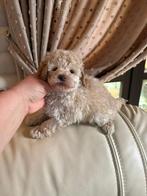 Toy Poodle Reutje (Light Choco) – Ivo – Slim, Lief & Elegant, Dieren en Toebehoren, Honden | Chihuahua's en Gezelschapshonden